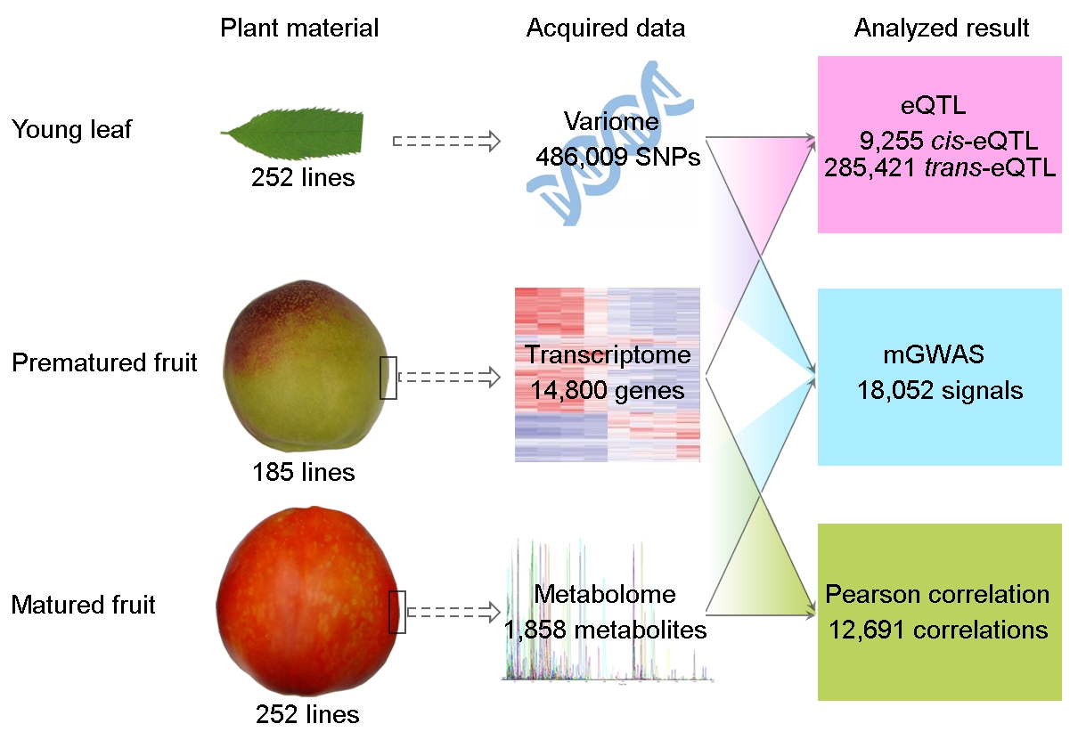1 Genome Biology2022-桃果實(shí)多組學(xué)分析流程_副本.jpg